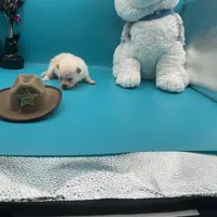 Cream male, a male Pomeranian for sale in Columbus, MS – Photo 7 of 10