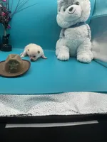 Cream male, a male Pomeranian for sale in Louisville, MS – Photo 7 of 10