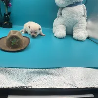 Cream male, a male Pomeranian for sale in Columbus, MS – Photo 4 of 10