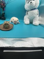 Cream male, a male Pomeranian for sale in Louisville, MS – Photo 4 of 10