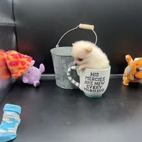 Cream male, a male Pomeranian for sale in Columbus, MS – Photo 3 of 10