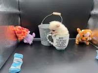 Cream male, a male Pomeranian for sale in Louisville, MS – Photo 3 of 10