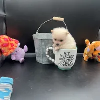 Cream male, a male Pomeranian for sale in Columbus, MS – Photo 1 of 10