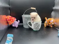 Cream male, a male Pomeranian for sale in Louisville, MS – Photo 1 of 10