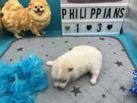 White male (Jewel mom), a male Pomeranian for sale in Columbus, MS – 4 of 5
