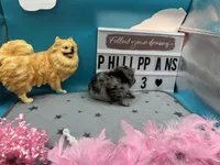 Blue Merle female (Pixie mom), a female Pomeranian for sale in Columbus, MS – 7 of 7