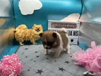 Tri female (Cinderella mom), a female Pomeranian for sale in Columbus, MS – 3 of 7