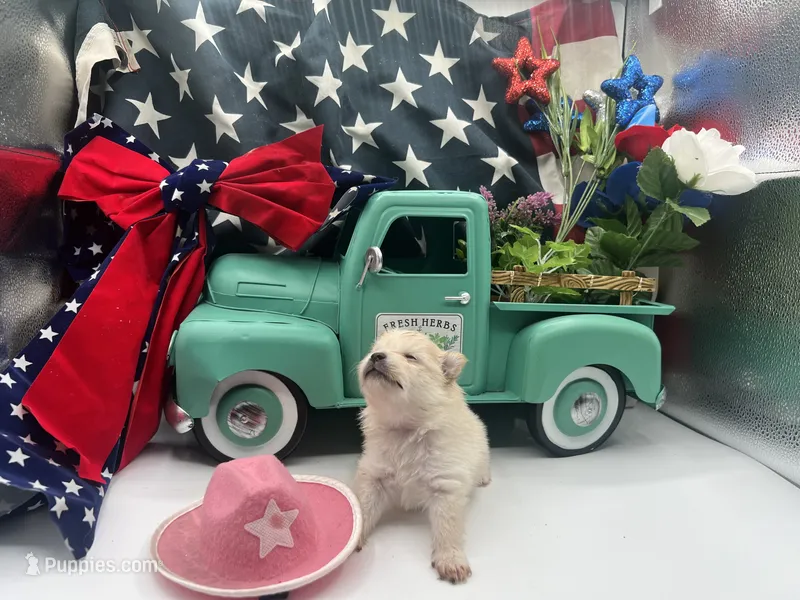 Cream female (Willow mom) – Pomeranian puppy for sale in Columbus, MS