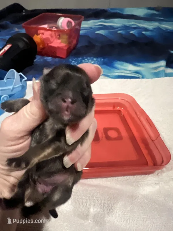 Mistletoe’s Sable female 