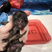 Mistletoe’s Sable female , a female Pomeranian for sale in Columbus, MS – Photo 1 of 9