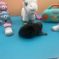 Mistletoe’s Sable female , a female Pomeranian for sale in Columbus, MS – Photo 7 of 9