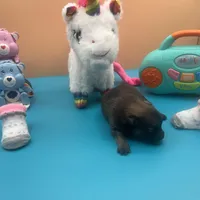 Mistletoe’s Sable female , a female Pomeranian for sale in Columbus, MS – Photo 8 of 9