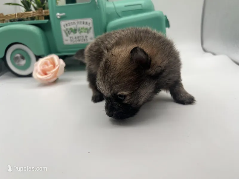 Mistletoe’s Sable female  – Pomeranian puppy for sale in Columbus, MS