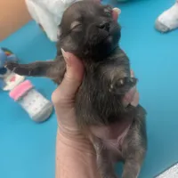 Mistletoe’s Sable female , a female Pomeranian for sale in Columbus, MS – Photo 5 of 9