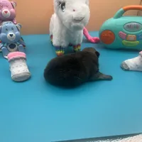 Mistletoe’s Sable female , a female Pomeranian for sale in Columbus, MS – Photo 4 of 9