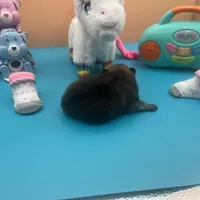 Mistletoe’s Sable female , a female Pomeranian for sale in Columbus, MS – Photo 6 of 9