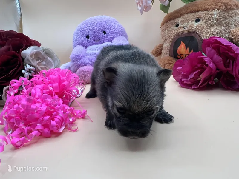 Mistletoe’s Sable female  – Pomeranian puppy for sale in Columbus, MS