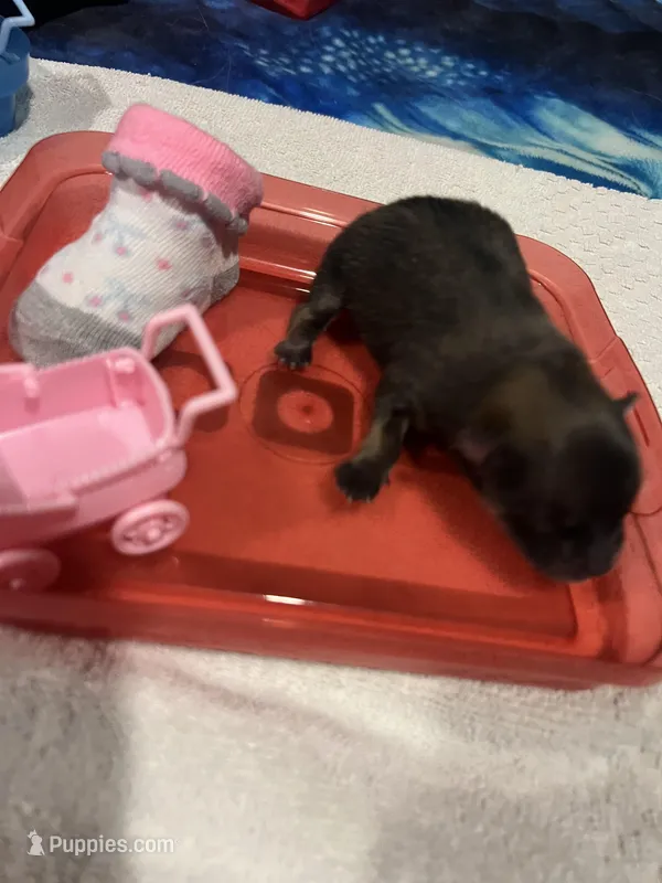 Mistletoe’s Sable female  – Pomeranian puppy for sale in Columbus, MS