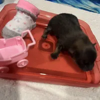 Mistletoe’s Sable female , a female Pomeranian for sale in Columbus, MS – Photo 2 of 9