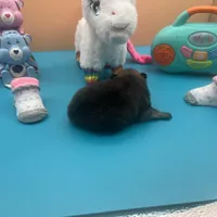 Mistletoe’s Sable female , a female Pomeranian for sale in Columbus, MS – Photo 3 of 9