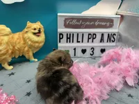 Chocolate Merle female (Pixie mom), a female Pomeranian for sale in Columbus, MS – 3 of 5