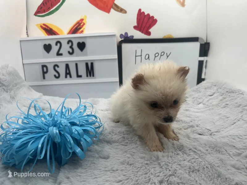 White male (Jewel mom) – Pomeranian puppy for sale in Columbus, MS
