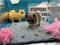 Tri female (Cinderella mom), a female Pomeranian for sale in Columbus, MS – 7 of 7