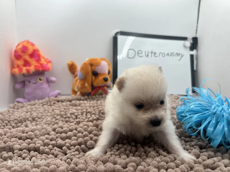 White male (misty mom) – Pomeranian puppy for sale in Columbus, MS