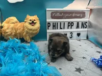 Sable and tan male (Hollie mom), a male Pomeranian for sale in Columbus, MS – 1 of 5