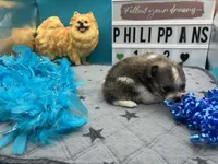 Tri parti male (Hollie mom), a male Pomeranian for sale in Columbus, MS – 5 of 8