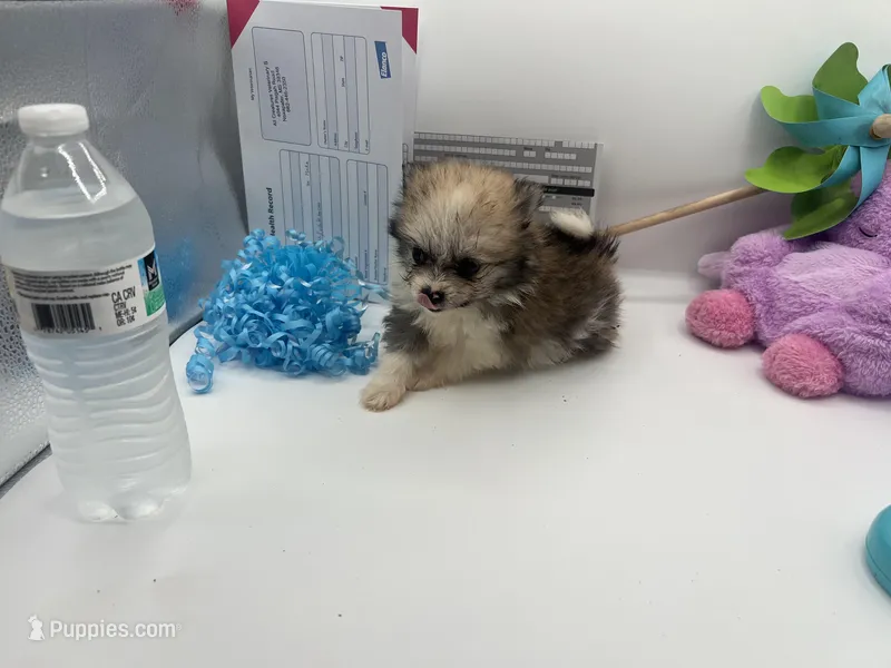 Mistletoe’s Parti sable male  – Pomeranian puppy for sale in Columbus, MS