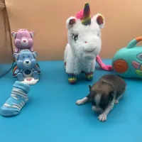 Mistletoe’s Parti sable male , a male Pomeranian for sale in Columbus, MS – Photo 4 of 10