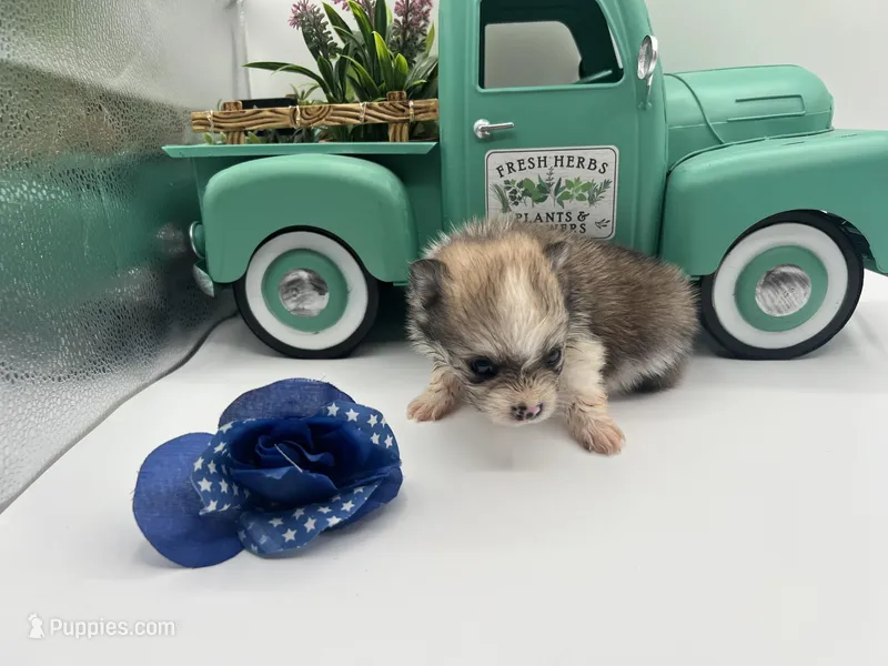 Mistletoe’s Parti sable male  – Pomeranian puppy for sale in Columbus, MS