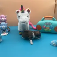 Mistletoe’s Parti sable male , a male Pomeranian for sale in Columbus, MS – Photo 8 of 10