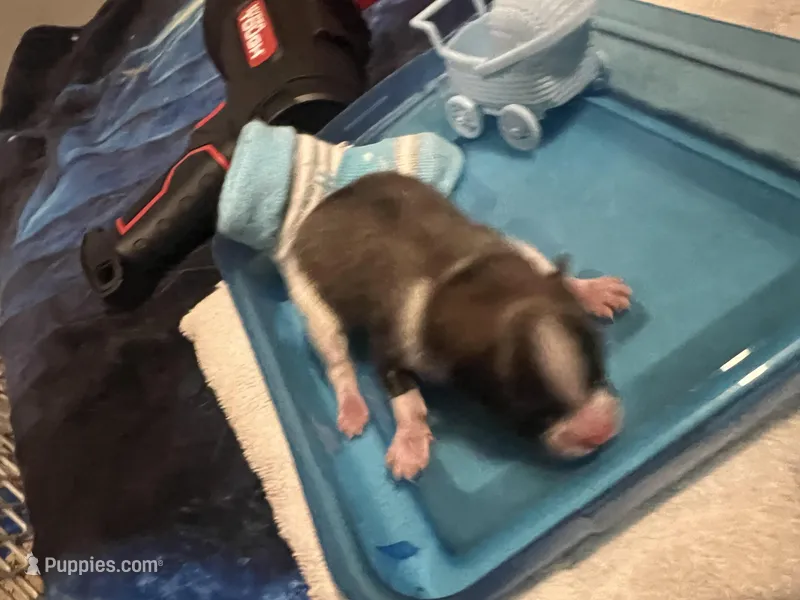 Mistletoe’s Parti sable male 