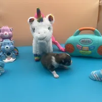 Mistletoe’s Parti sable male , a male Pomeranian for sale in Columbus, MS – Photo 10 of 10