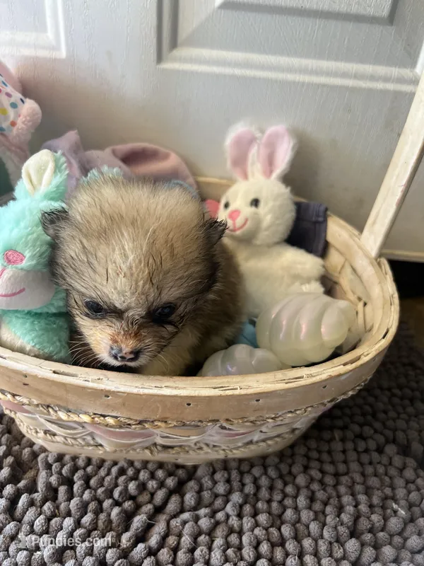 Mistletoe’s Parti sable male  – Pomeranian puppy for sale in Columbus, MS