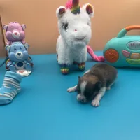 Mistletoe’s Parti sable male , a male Pomeranian for sale in Columbus, MS – Photo 6 of 10