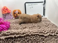 Sable female (Jewel mom), a female Pomeranian for sale in Columbus, MS – 5 of 10