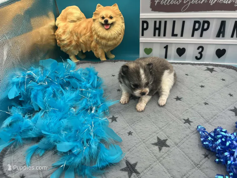 Tri parti male (Hollie mom) – Pomeranian puppy for sale in Columbus, MS