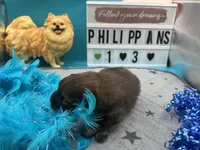 Chocolate and blue Merle male (tixie mom), a male Pomeranian for sale in Columbus, MS – 5 of 7