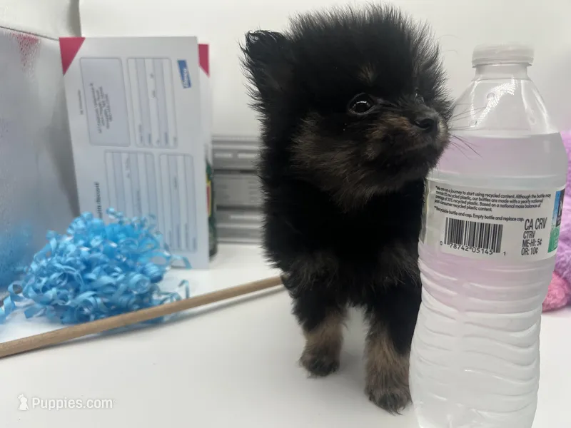 Mistletoe’s Black and tan male  – Pomeranian puppy for sale in Columbus, MS
