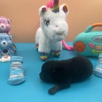 Mistletoe’s Black male , a male Pomeranian for sale in Columbus, MS – Photo 8 of 10