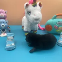 Mistletoe’s Black male , a male Pomeranian for sale in Columbus, MS – Photo 3 of 10