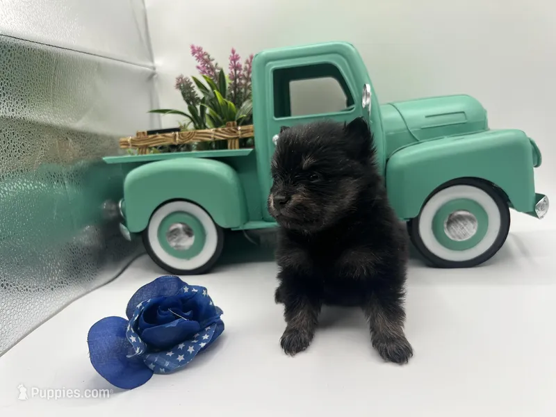 Mistletoe’s Black and tan male  – Pomeranian puppy for sale in Columbus, MS