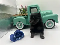 Mistletoe’s Black and tan male , a male Pomeranian for sale in Columbus, MS – Photo 5 of 9