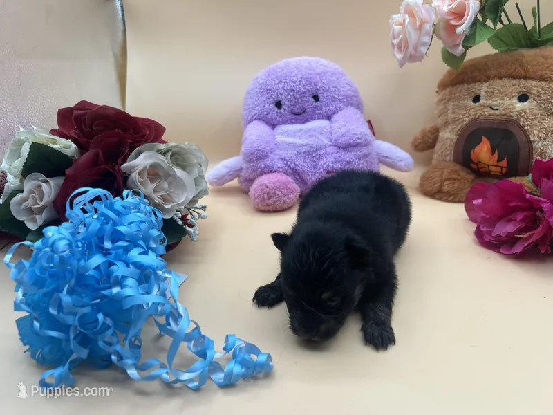 Mistletoe’s Black male  – Pomeranian puppy for sale in Columbus, MS