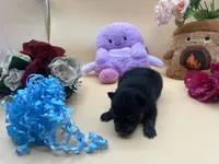 Mistletoe’s Black and tan male , a male Pomeranian for sale in Columbus, MS – Photo 2 of 9