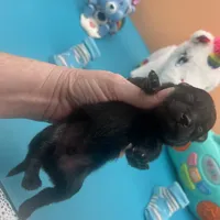 Mistletoe’s Black male , a male Pomeranian for sale in Columbus, MS – Photo 2 of 10