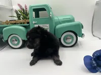 Mistletoe’s Black and tan male , a male Pomeranian for sale in Columbus, MS – Photo 4 of 9